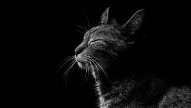 هل يتشكل الشياطين والجن في صورة قطط سوداء؟
